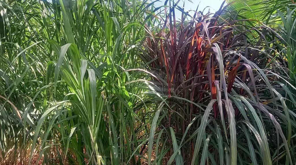 Nakuru dairyman pumps up his milk 30% shifting to red napier