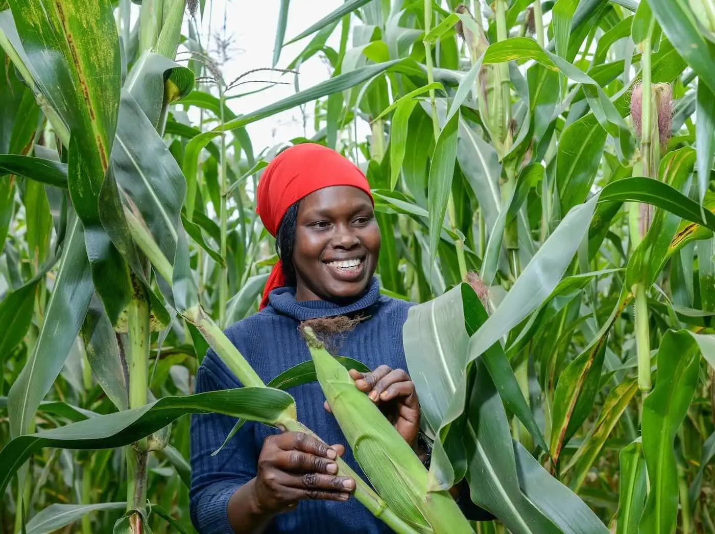 Apollo Agriculture Secures $10 Million Investment for Agri-Tech Expansion in Kenya