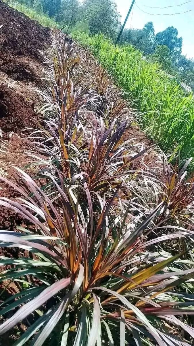 Baraka Farm lifts livestock with Purple Napier health bonus