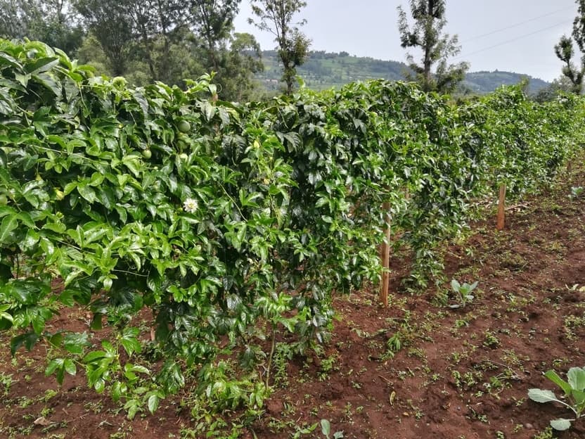 Former marketer finds success in passion fruit farming
