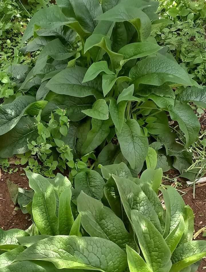 Russian comfrey growing in popularity owing to ‘wonder plant’ status