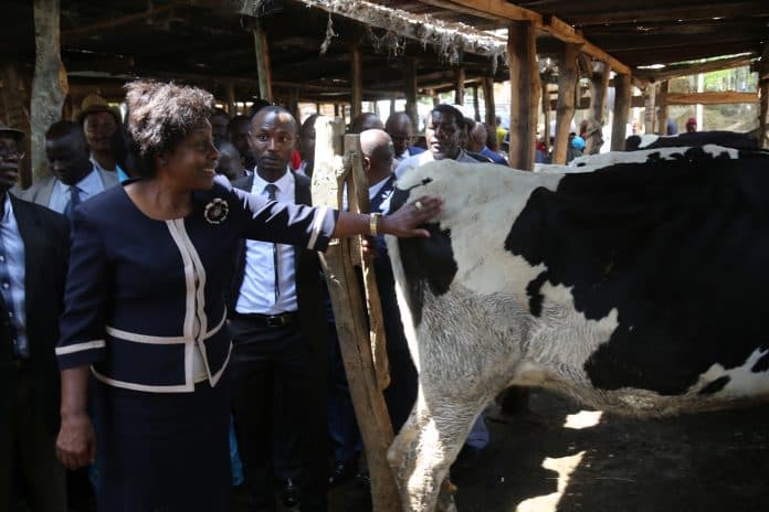 Kitui County to offer free artificial insemination to over 100,000 farmers to improve production