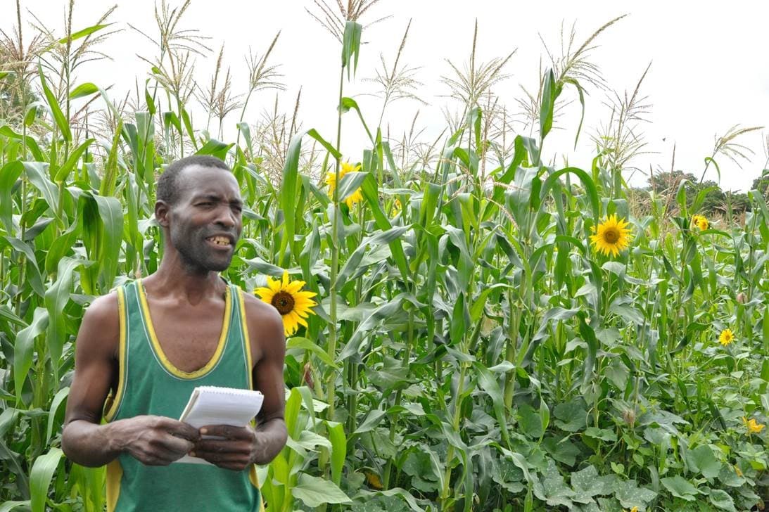 Inter-cropping maize with sunflower reduces bird damage
