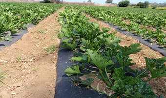 Farmers earn credits, double yields with soil fertility project