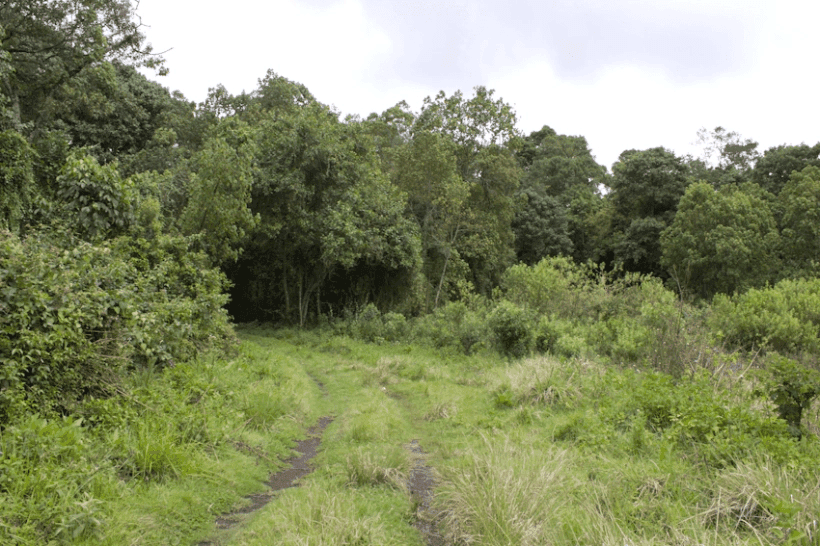 Guardians of Eburu Forest: Conservation Champions Chronicle Medicinal Plants