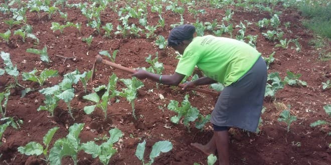 KALRO develops smart technology to improve soil productivity in Mount Kenya region