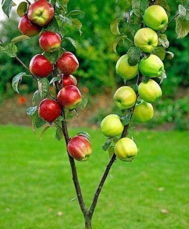 Kenya moves 3x ahead of world’s top apple producers as farmers ‘fake winter’ to up harvests