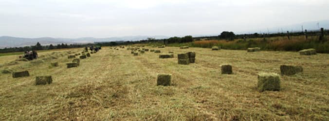 A Guide to Buying Rhodes Grass Seeds in Kenya