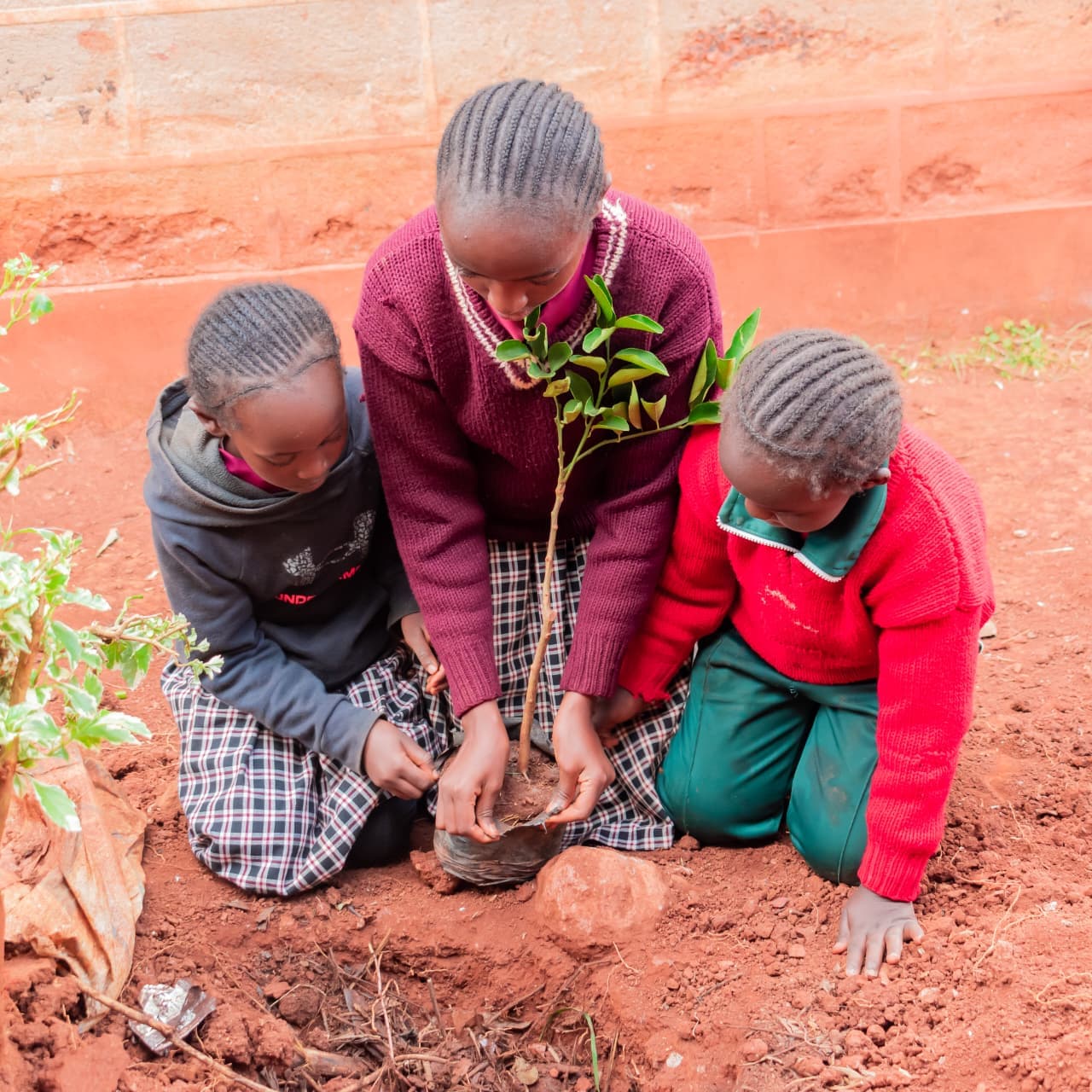 Orchard initiative in Kangema to enhance learners’ nutrition