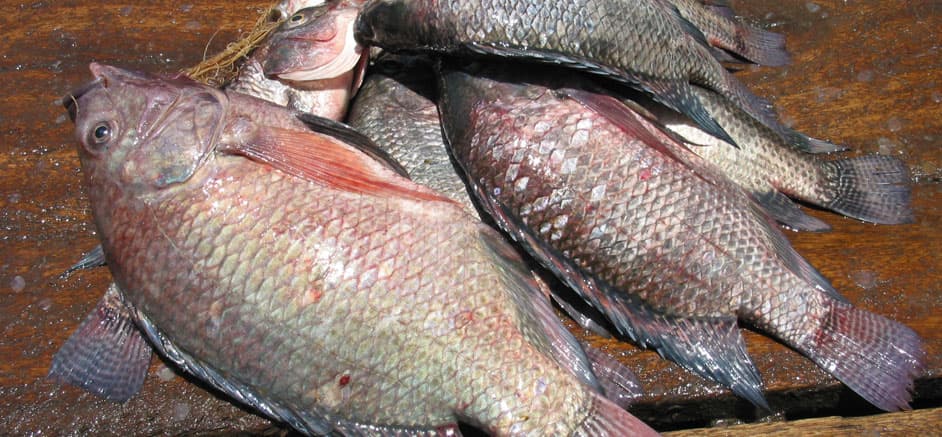 European Union to provide Sh1.2bn to boost regional fish farming industry
