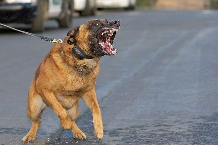 Man dies after attack by 15 dogs at Kilifi beach