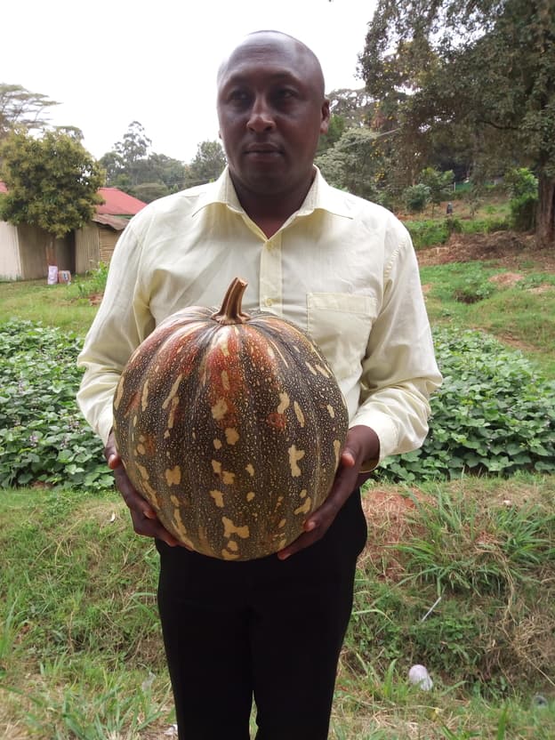 Pumpkin seeds oil extraction doubles income for distressed Nyeri farmer>