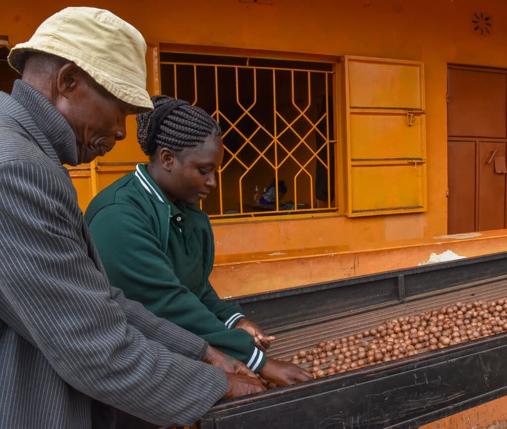NGO replaces middle man in macadamia doubling farmer prices