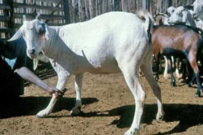 Goats help farmers fight climate change