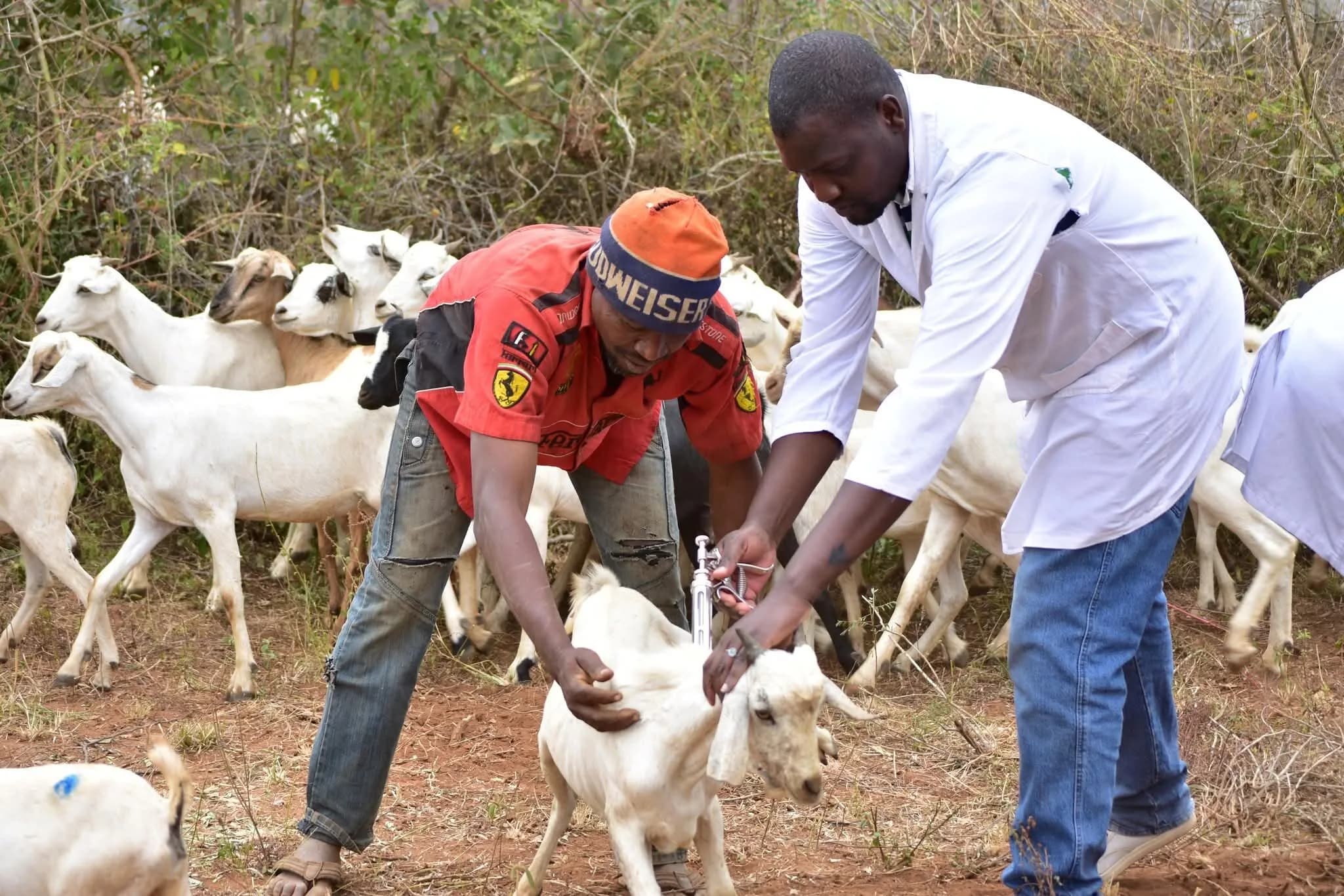 EU commits Sh7.38bn to help Africa eradicate livestock disease