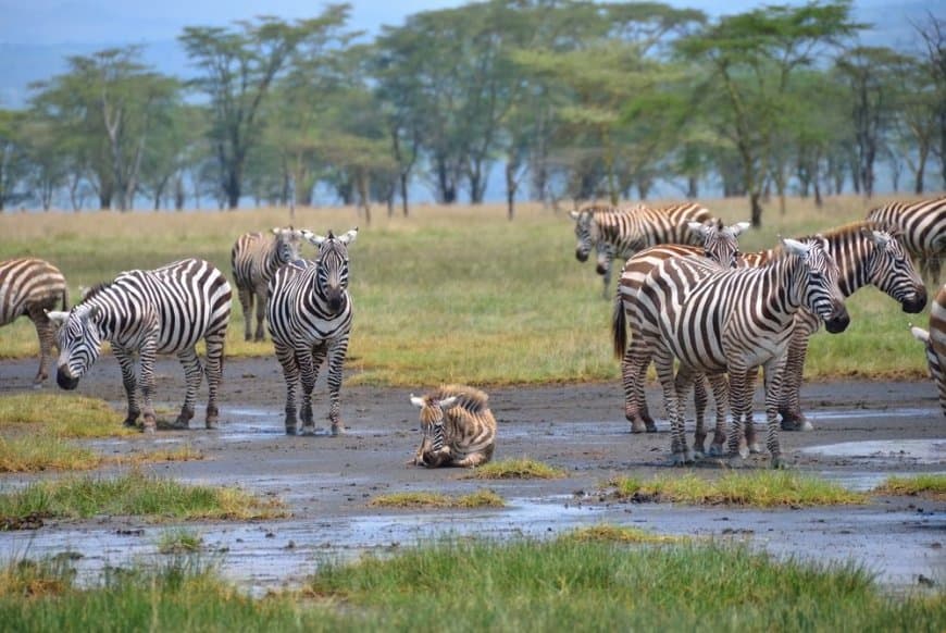 KWS is the conservation partner for the Global Conservation Tech & Drone Forum