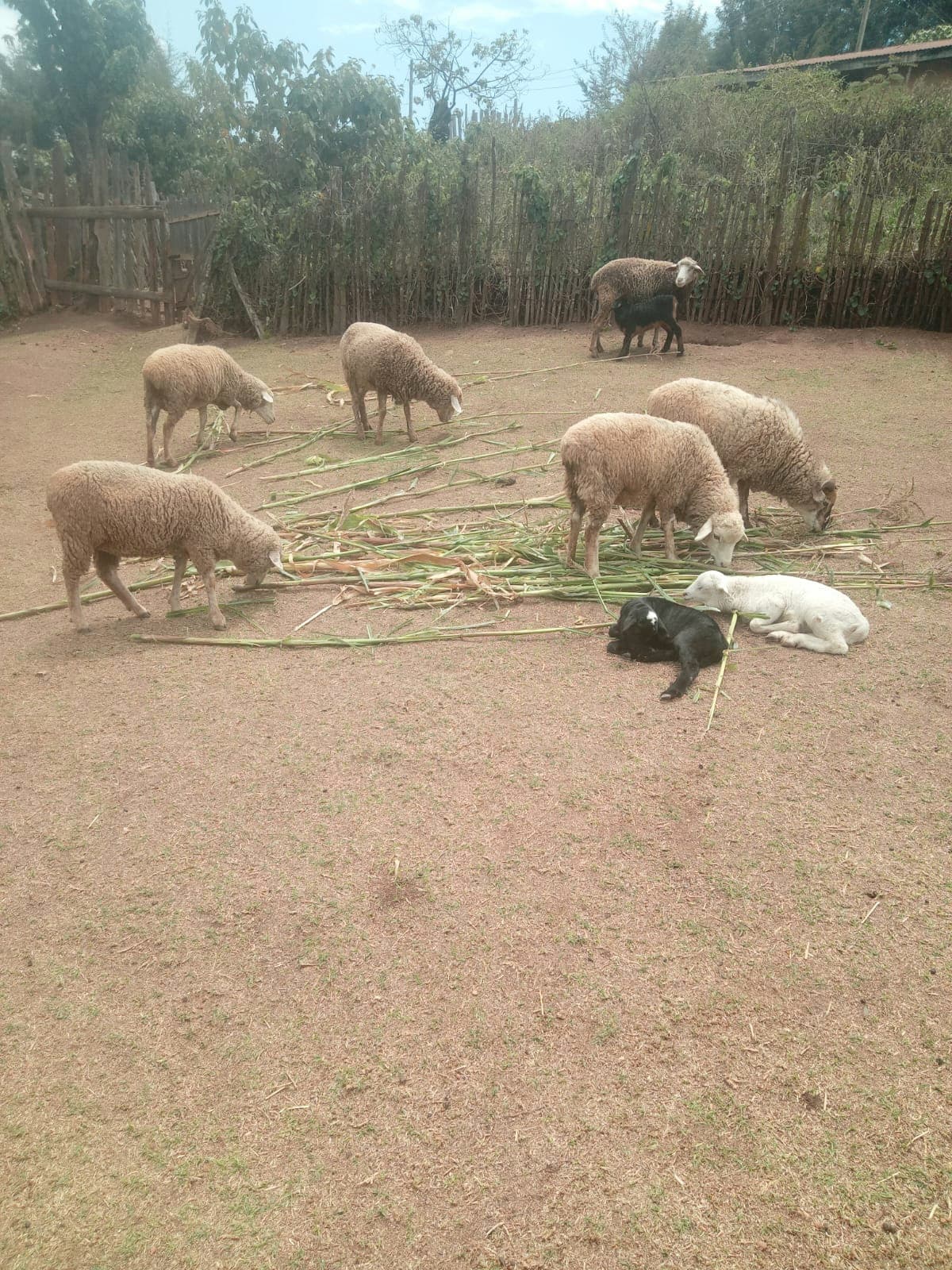 Sheep farming gains popularity in Marakwet West
