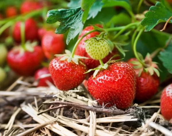 Strawberry farmer targets to earn Sh40, 000 per week during this year’s festive season