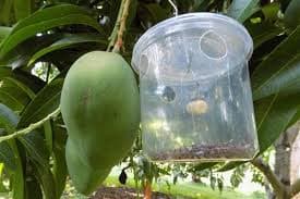 Mango farmers create jar trap to end whitefly destruction