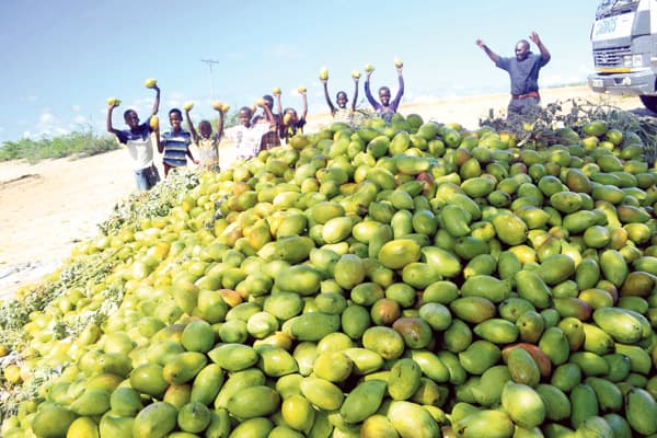 Kenyan mango farmers and traders unite to promote production and marketing of the fruit