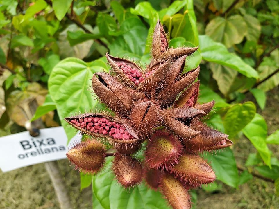 Soaring demand for bixa by local hotels excites coastal farmers