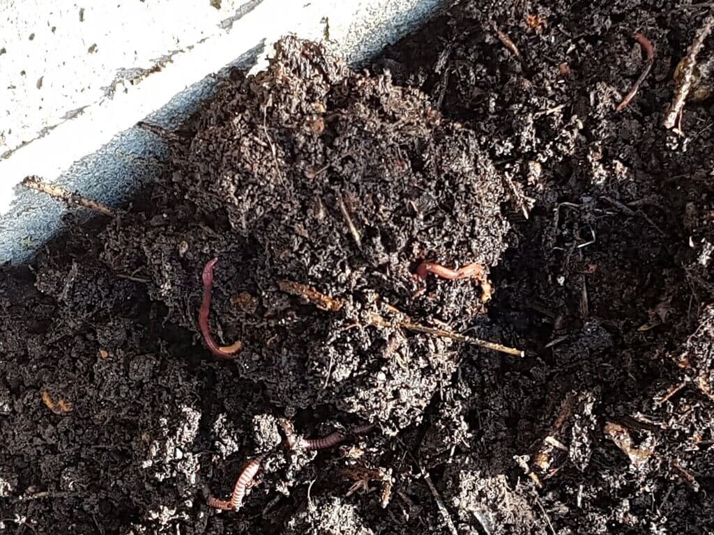 Homemade fermented fertiliser increases crop yields by 23%, cuts composting time by 75 days