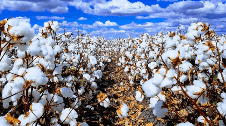 Cotton farming gains momentum in Yatta as farmers receive pesticides to curb losses