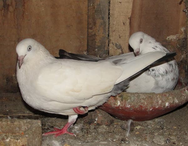 Meru dove farmer turns childhood hobby into a profitable farming venture earning him Sh600,000 yearly