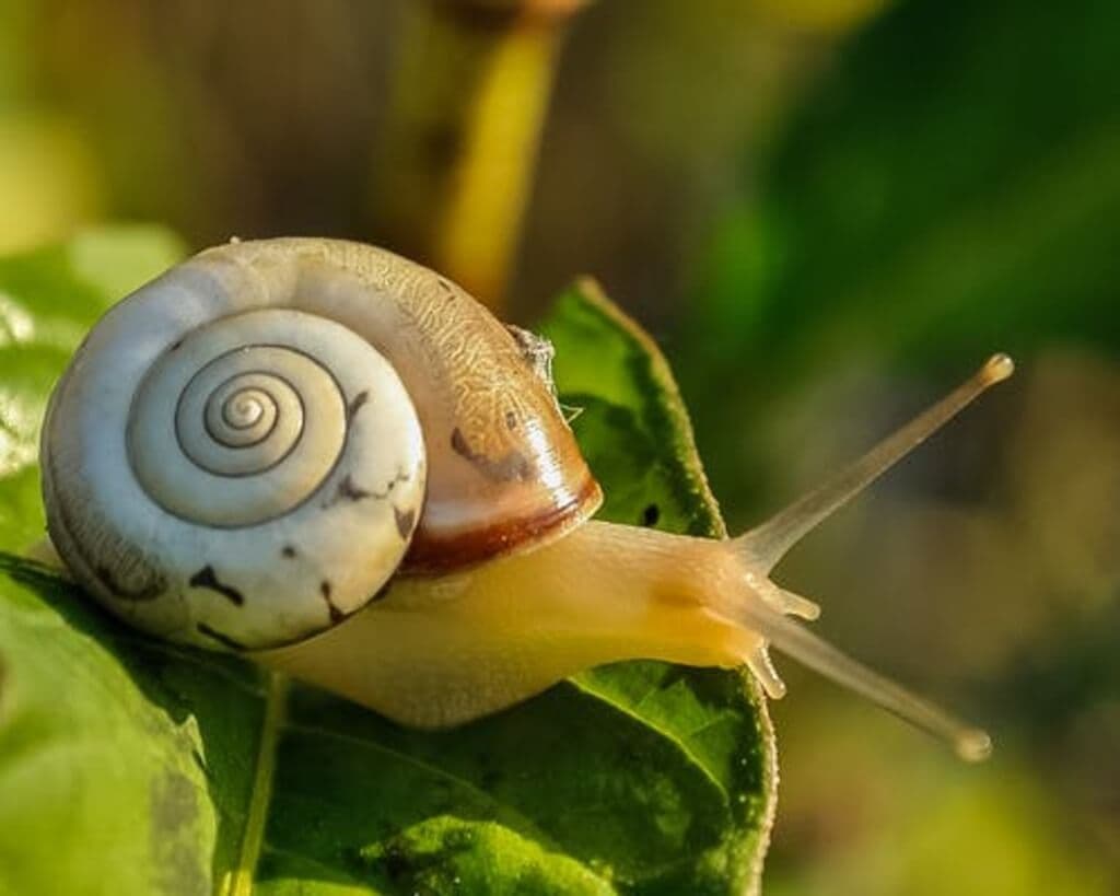 Internationals drive local demand for snail farming
