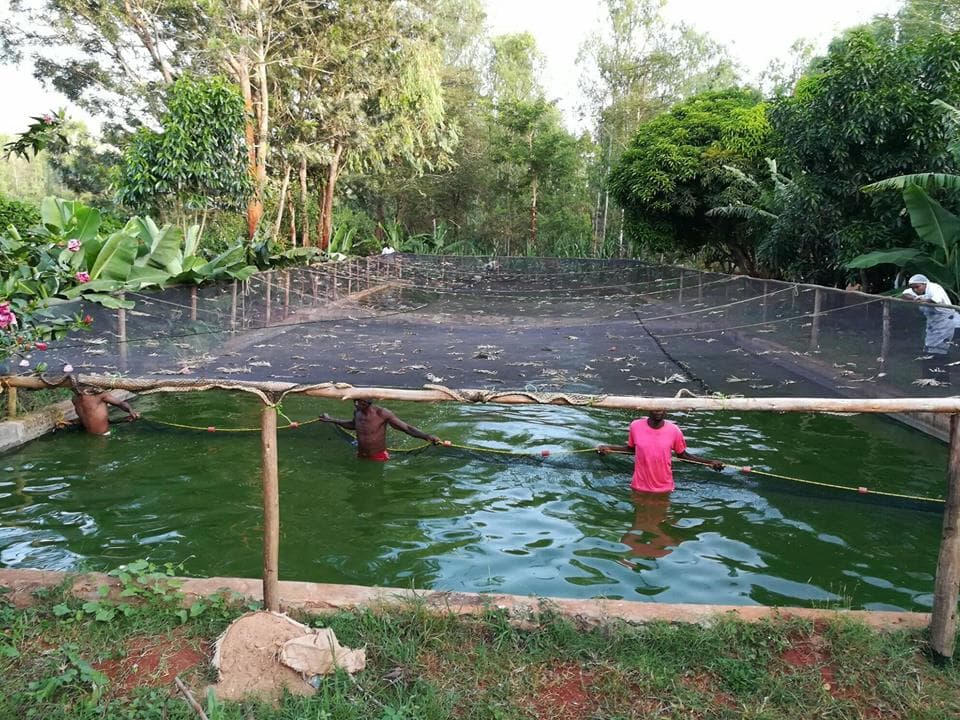 Homa Bay fish farmers set to increase production and profits with new hatchery