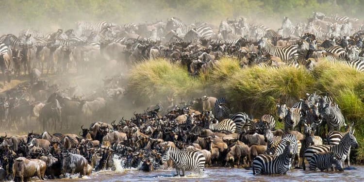Top 15 Animals in Masai Mara: Big Five, Cheetahs, and Rare Species Guide
