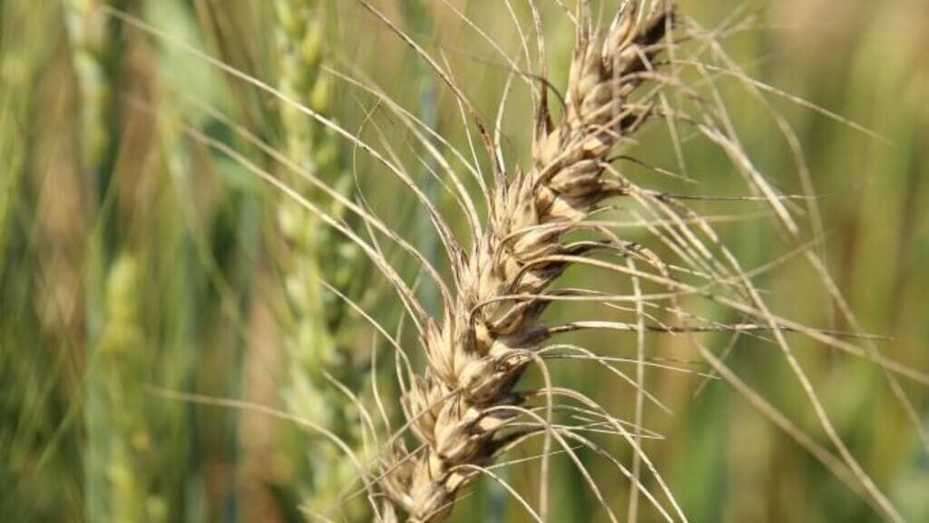 Wheat blast spread to cut global production 13%