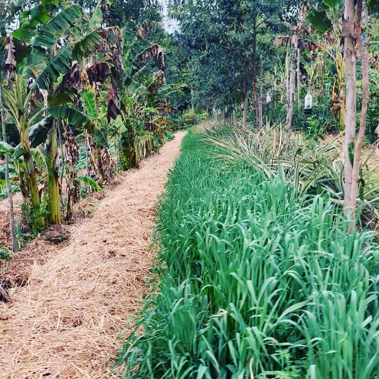 Integrating trees into farms offers extra income & regenerates soils