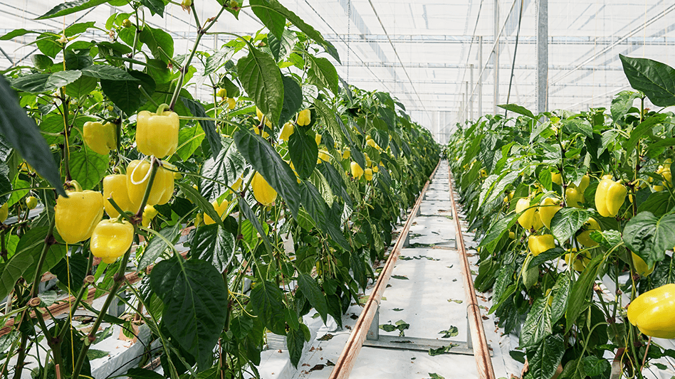 Youth farming 3-month bell pepper shares its advantages over other vegetables