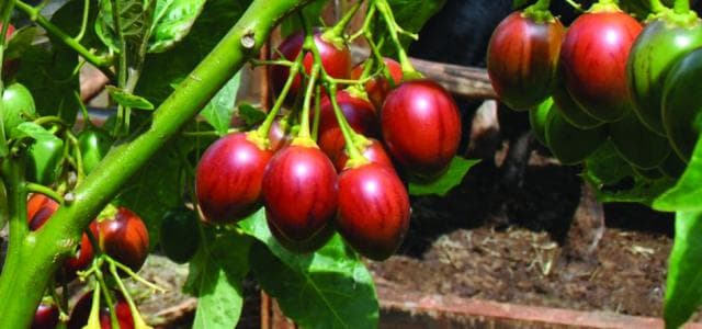 New tree tomato fruits earn farmers Sh189,000 per acre in eight months