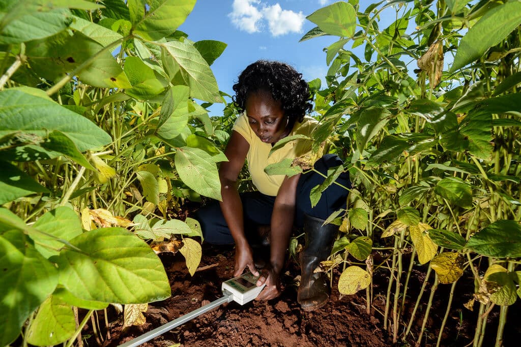 Fast training in soil health drives up yields for Kilifi farmers