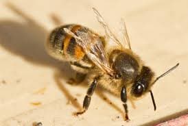 Pollinator diseases threaten global crops