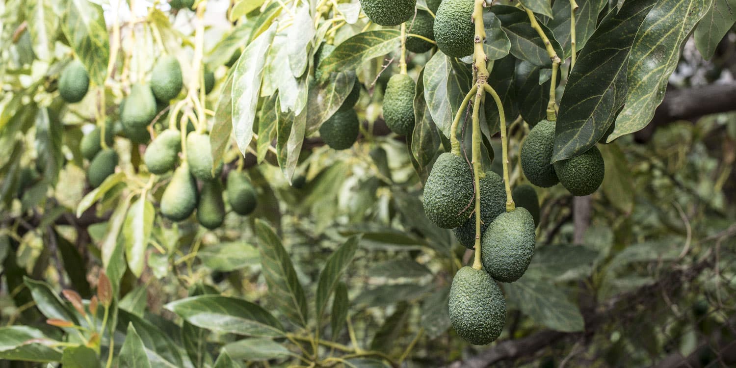 Global avocado demand projected to double by 2024.