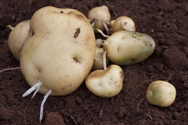 Government organization to train potato growers on seed development to curb shortage