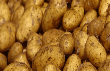 Molo farmer helping colleagues get clean potato seeds amid acute shortage