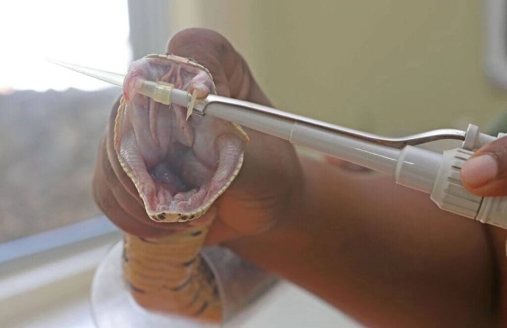 Top snake center launches free helpline to treat snakebite victims across Kenya
