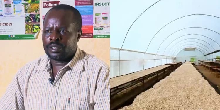 Kericho Coffee Farmers Narrate How Electricity Ended Years of 6pm Closures