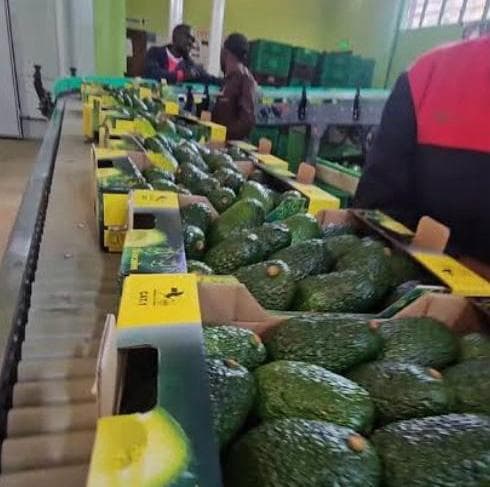 Kenya announces early halt to avocado sea shipments to protect fruit reputation