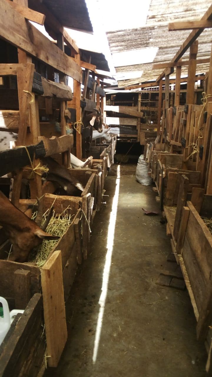 Former counselor milks cool cash from dairy goat farming