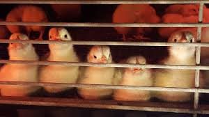 Kiambu farmers reduce young chicks’ deaths by half
