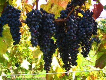 FarmBiz TV: Grapes are earning a place as a new crop in Kenya for local wines.