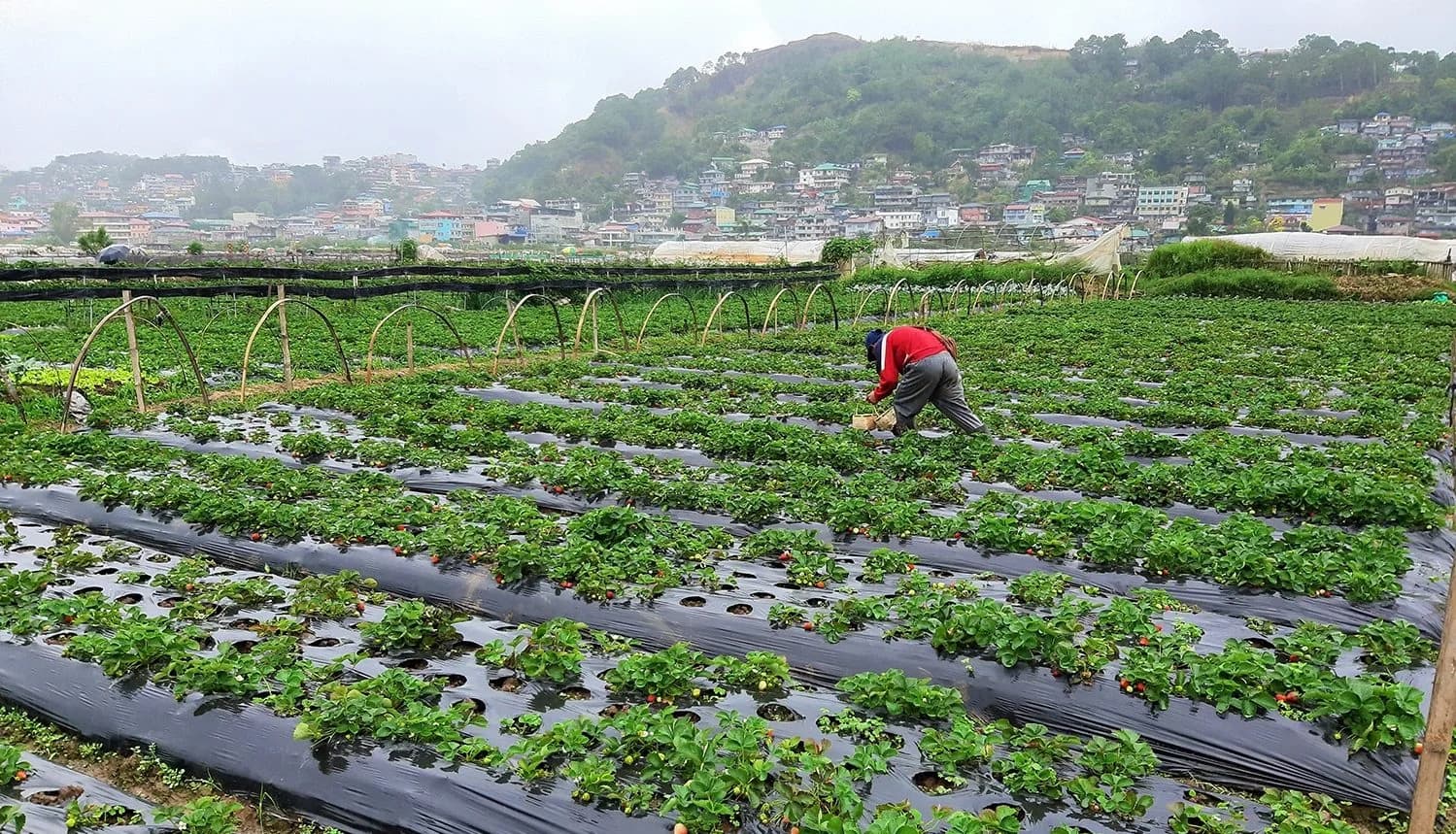 Anthony Ngatia: How Kiambu farmer is using AI to grow strawberries year round