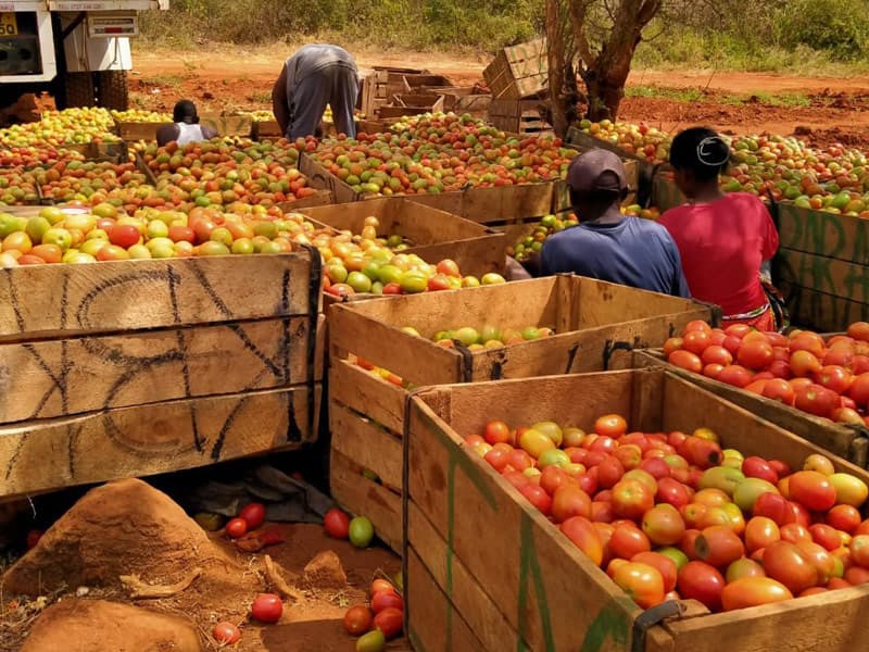 Looking to invest in farming but don’t have capital? This is how you can get funded