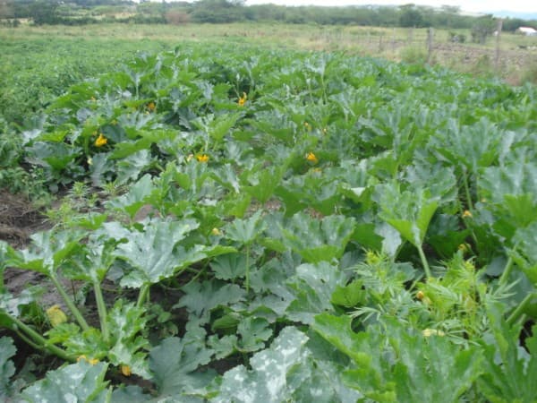 Mukurweini courgette farmer earning Sh100,000 a season by spreading out planting time