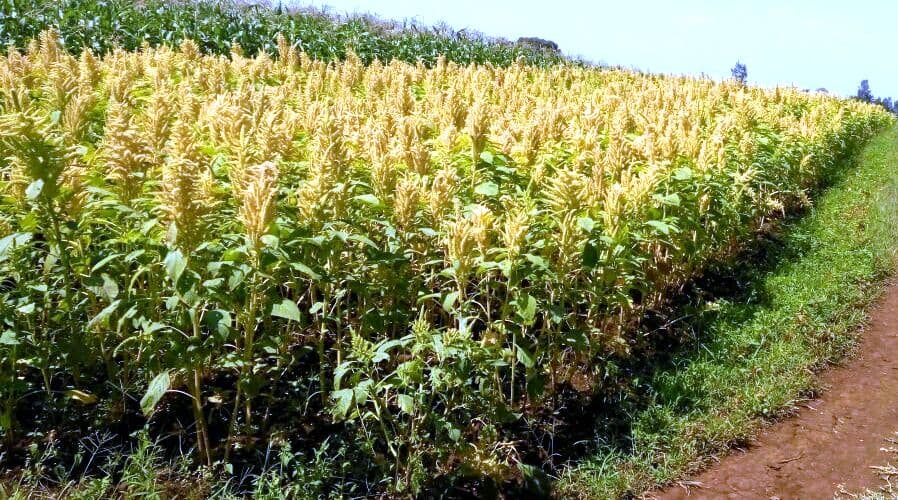 Food fortification offers amaranth seeds market